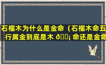 石榴木为什么是金命（石榴木命五行属金到底是木 🐡 命还是金命）